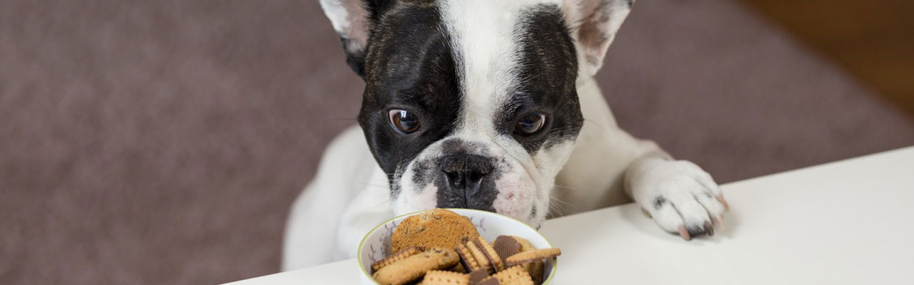 Un chien mange des biscuits