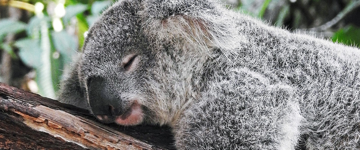 Un koala dort sur un arbre